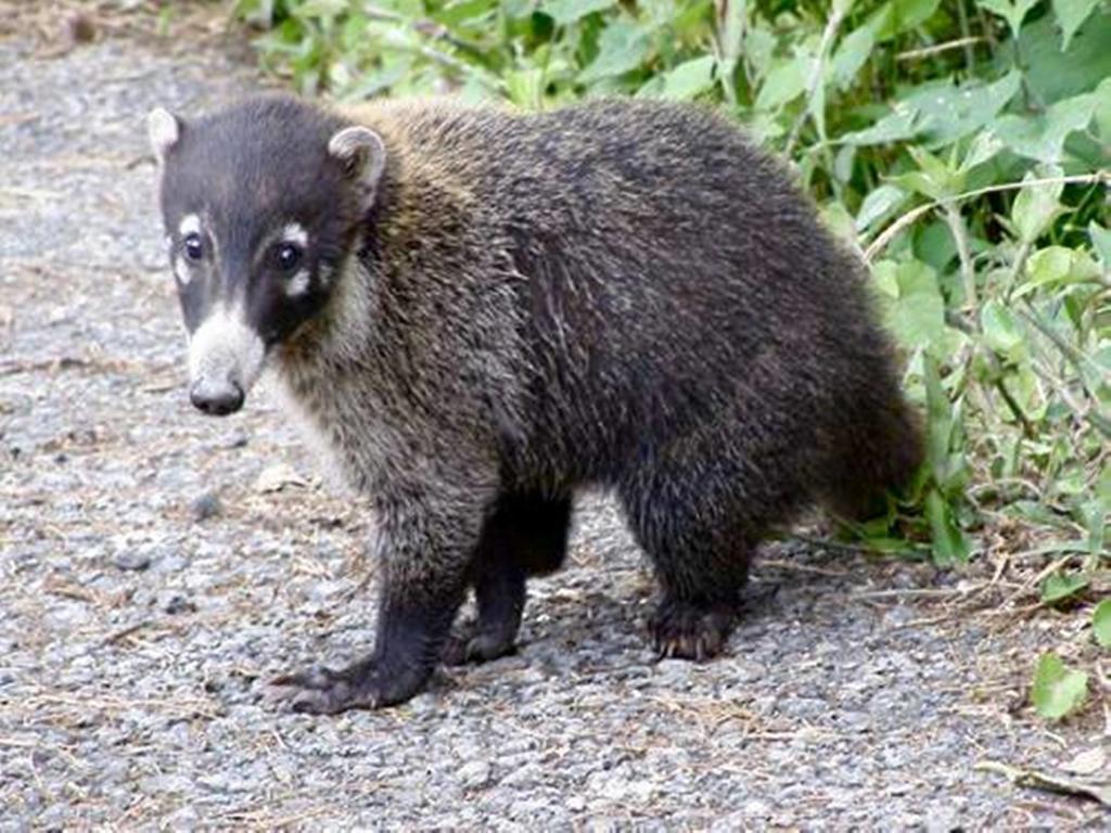 Reserva Natural Atitlan パナハチェル エクステリア 写真
