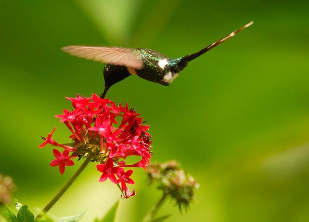 Reserva Natural Atitlan パナハチェル エクステリア 写真